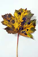 Découpe de Acer pseudoplatanus (Sycomore) feuille tombée avec un champignon Rhytisma acerinum (tache de goudron, tache noire)