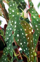 Begonia maculata (bégonia à la truite, bégonia tacheté)