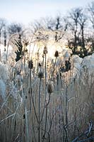 Dipsacus fullonum (cardère) et Miscanthus sinensis 'Silberfeder' (herbe argentée) têtes de semences rétro-éclairées par la lumière du soleil d'hiver