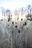 Dipsacus fullonum (cardère) et Miscanthus sinensis 'Silberfeder' (herbe argentée) têtes de semences rétro-éclairées par la lumière du soleil d'hiver