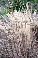 Achillea filipendulina 'Goldplate' et Monarda didyma 'Gardenview Scarlet' têtes de semis en parterre d'hiver