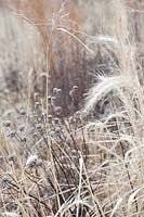 Elymus canadensis et Monarda fistulosa têtes de semis en hiver