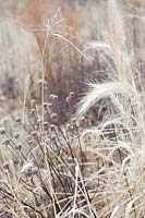 Elymus canadensis et Monarda fistulosa têtes de semis en hiver