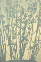 Silhouette de têtes de semence vivaces herbacées contre le mur