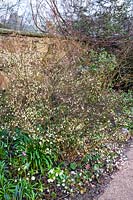 Chimonanthus praecox (wintersweet), Leucojum vernum (flocon de neige de printemps) et Anemone blanda (windflower d'hiver)