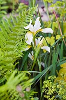 Iris sp dans The Times Eureka Garden en association avec le Royal Botanic Gardens, Kew conçu par Marcus Barnett