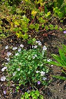 Geranium × lindavicum 'Fleur de pommier'