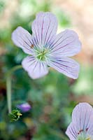 Geranium × lindavicum 'Fleur de pommier'
