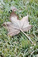 Gel couvrant la feuille d'Acer pseudoplatanus (sycomore) tombée