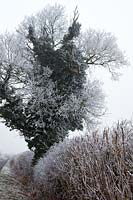Frêne couvert de givre et haies près de Stoke Lyne, Oxfordshire, Angleterre