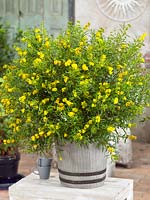 Hypericum Buttercup en pot