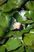 Nymphaea tetragona