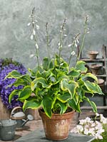 Hosta Atlantis en pot