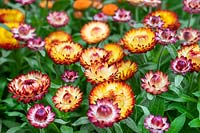 Xerochrysum Mohave ® Abricot