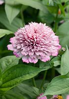 Zinnia Zinderella Lilac