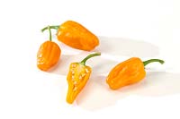 Capsicum Cheyenne F1