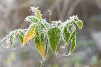 Impression avec Kerria japonica en hiver