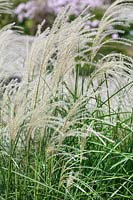 Miscanthus Undine