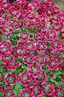 Nemesia Nesia ™ Magenta foncé