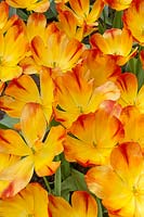 Tulipa Triumph Suncatcher