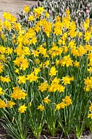 Narcissus jonquilla Douceur