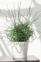 Juncus inflexus Afro