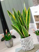 Sansevieria Laurentii