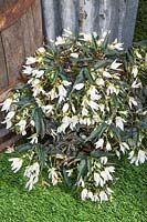 Begonia Crackling Fire ® Blanc