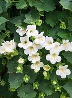 Lophospermum Lofos ® Compact Blanc