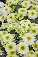 Chrysanthemum Iguazu