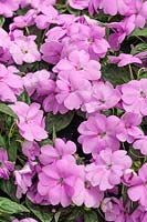 Impatiens Big Bounce Lilac