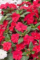 Impatiens Bounce Cherry