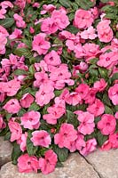 Impatiens New Guinea Divine ™ Pink Amélioré