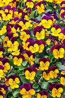 Viola ColorMax Yellow Jump Up