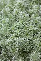 Artemisia schmidtiana Ever Goldy ®