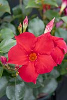 Mandevilla Diamantina ® Topaze Vermillion