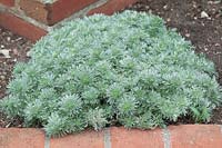 Artemisia schmidtiana Nana