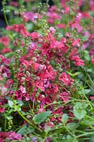 Diascia Flying Colors ® Trailing Red