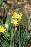 Narcissus jonquilla Intrigue