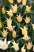 Tulipa Lily Bonaire fleuri