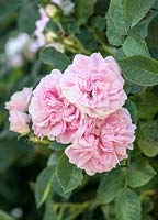 Rosa Great Maiden's Blush