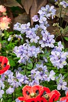 Polemonium yezoense Purple Rain