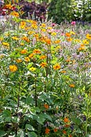 Jardin d'agriculteurs avec bourrache et dahlias