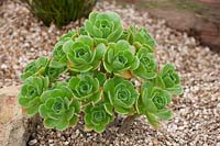 Aeonium balsamiferum