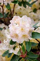 Rhododendron New Comet