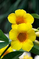 Allamanda cathartica