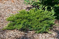 Juniperus sabina Moor-Dense ®