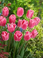 Tulipa Single Late Sauterness