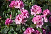 Progrès Rhododendron