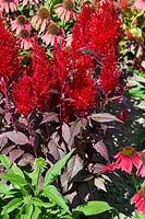 Celosia China Town